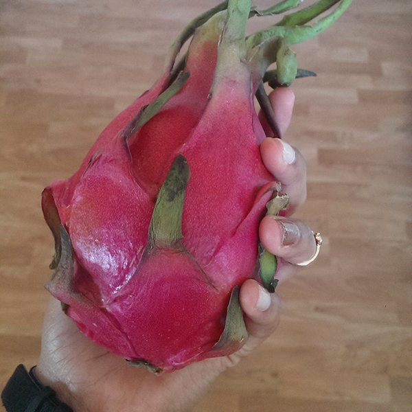 dragon fruit